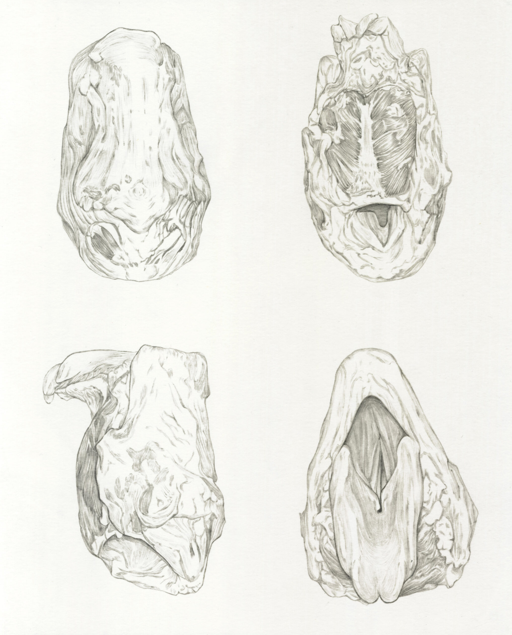 Μαρία Μανγιώλη, Pig's (Sus domesticus) Larynx, anterior view, posterior view, lateral view & superior view, 2021, μολύβι σε χαρτί, 21x17 εκ